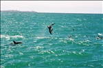 dusky dolphins, kaikoura, new zealand